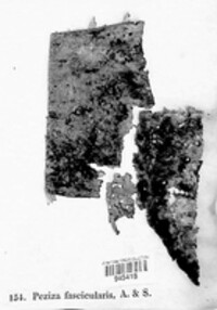 Sclerencoelia fascicularis image